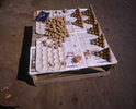 Sport/Culture-Chennai, 2007.