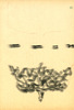 Sans titre, 1999.